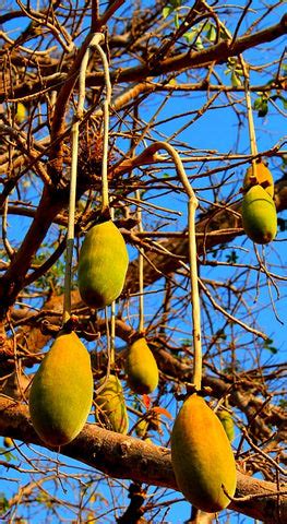 The Baobab Tree: Adansonia Digitata. African Fruit & Flower Facts - powbab