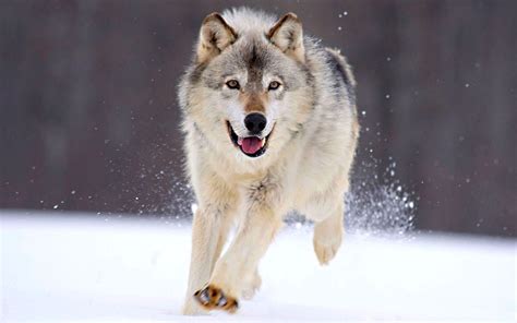 Free HD Wolf Wallpapers - Wallpaper Cave