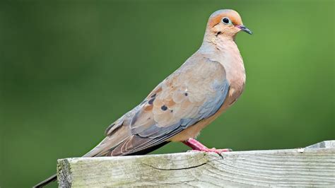 Mourning Dove Call And Sounds - What Do They Mean?