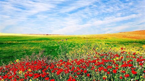 Field Of Flowers Wallpapers - Wallpaper Cave