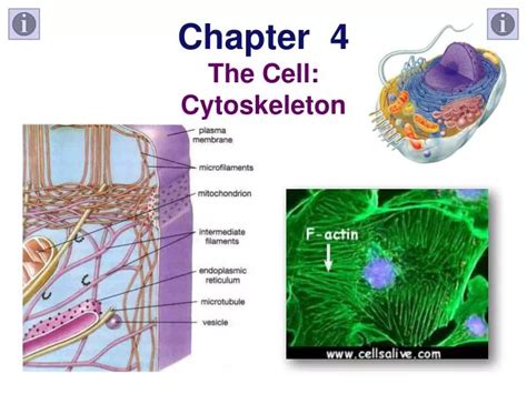 PPT - Chapter 4 The Cell: Cytoskeleton PowerPoint Presentation, free download - ID:2300106