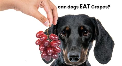 Can Dogs Eat Grapes? Is Grape Safe for Dogs - Puppies Breed