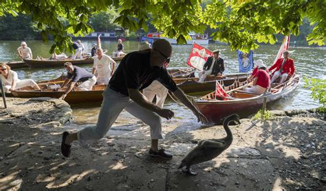 Swan Upping: Time to count the Queen's waterfowl