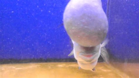 Big Kok Kamfa Flowerhorn August 12, 2011 - YouTube