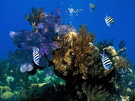 Underwater Coral Reef ~ Pink Jellyfish Picture With Wide Screen Desktop ...