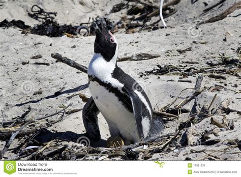 Breeding African Penguin at Boulders Beach, Cape Stock Image - Image of ...