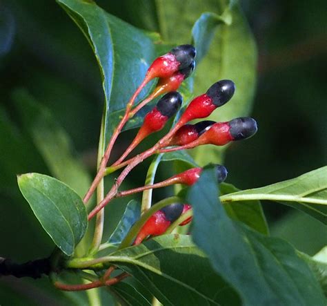 Lista 104+ Foto Sassafras Planta Medicinal Para Que Sirve Actualizar 09/2023