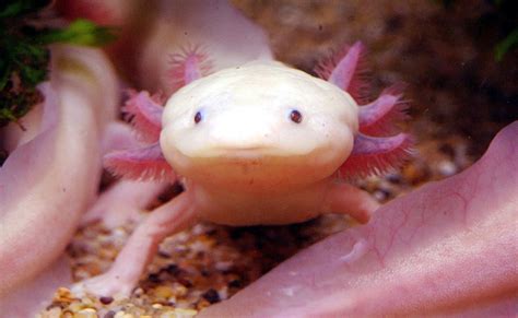 Saving the axolotl from extinction