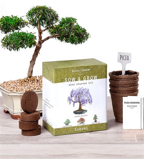 Bonsai Starter Kits | Bonsai Tree Gardener