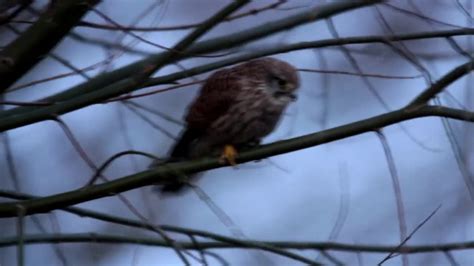 Norfolk Broads Wildlife March 2020 - YouTube