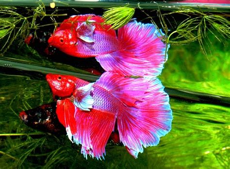 25 Most Beautiful Fish in the World (With Pictures) | Build Your Aquarium