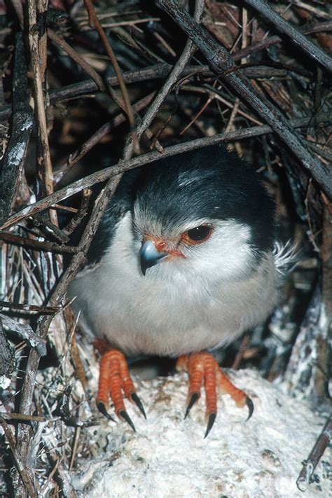 African Pygmy Falcon | San Diego Zoo Animals & Plants