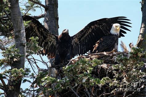 Bald Eagle Nest with Juvenile and Adult Male Photograph by Colin Cuthbert - Fine Art America