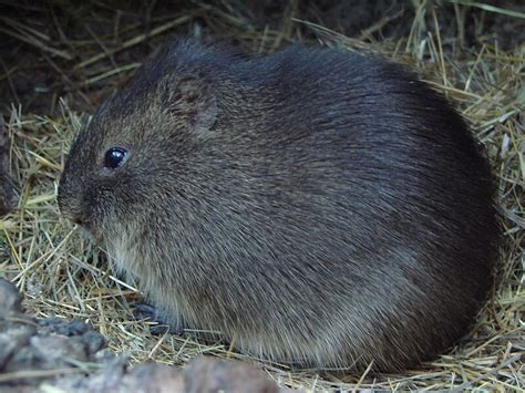 File:Cavia magna (Wroclaw zoo).JPG - Wikimedia Commons