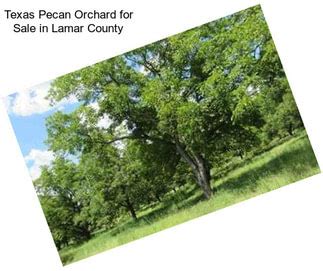 Pecan Orchards In Texas | AgriSeek.com