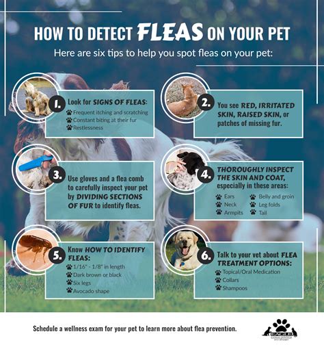 What Is The Best Dog Flea And Tick Prevention