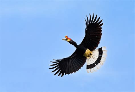 Rhinoceros Hornbill Flying - Bird Photography by Anette