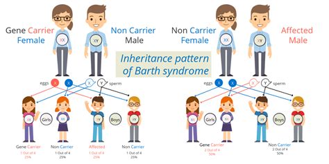 Barth Syndrome Genetics | Free Nude Porn Photos