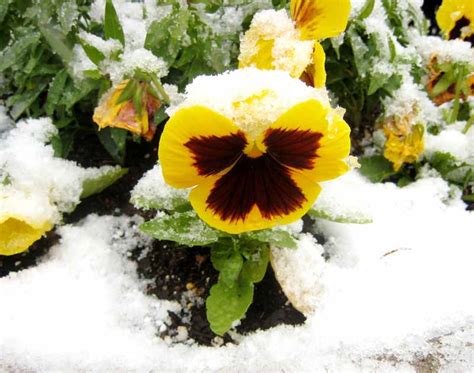 How to Care for Pansy Flowers in Winter | Gardener’s Path