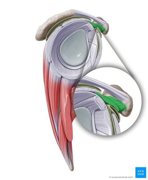 Normal shoulder MRI: How to read a shoulder MRI | Kenhub