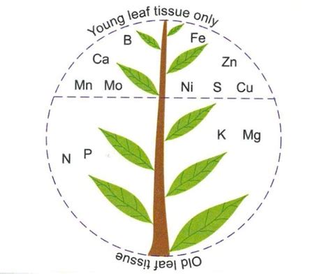 Identifying nutrient deficiency symptoms in field crops - MSU Extension