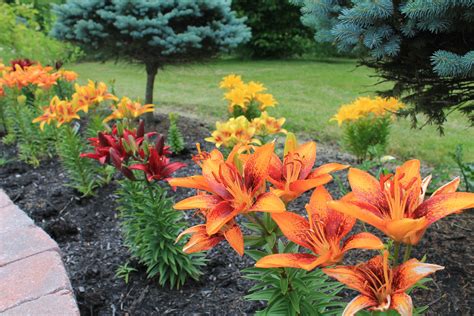 Asiatic Lilies can provide an abundance of color in June in Ohio. | Lily garden, Flower garden ...