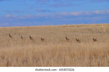 White Tail Deer Running Away Inline Stock Photo 1053073226 | Shutterstock