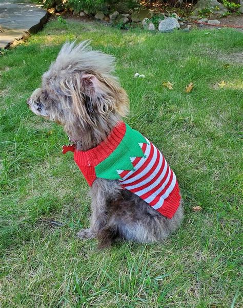 Christmas Dog Sweater Cute Festive Holiday Sweaters for Pets - Etsy