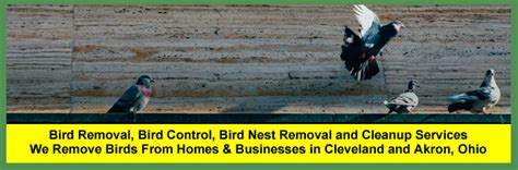 Pest Control Bird Nest Removal | Pest Control