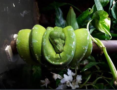 13 Incredible Green Tree Python Morphs and Localities