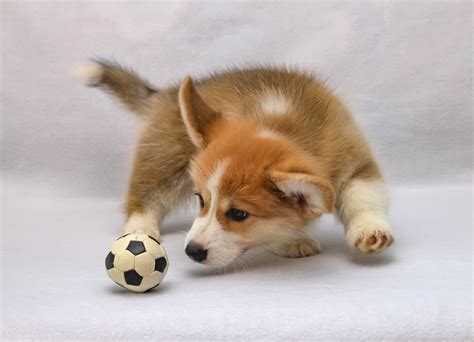 Corgi Training Guide: How To Train Your Corgi