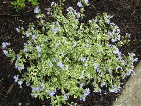 Perennials for the Landscape | Houp Landscaping - Enhancing Nature's Beauty