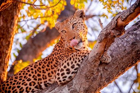 The Okavango Delta Botswana: Part II - A Beautiful Plate | Okavango ...