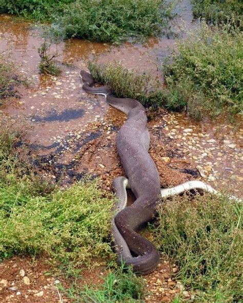 Amazing Animals: Anaconda Eating Crocodile In Australia