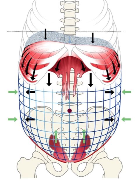 The Most Important Yet Most Neglected Muscle of The Body Part 2 ...