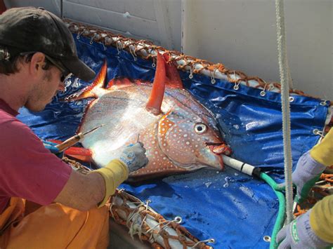 Moonfish: The first warm-blooded fish (photos) | Live Science