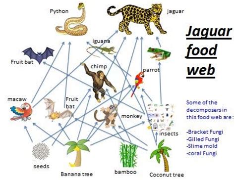 Food and feeding - jaguar