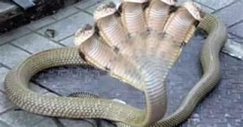 MYSTERIOUS!! BIG SNAKE WITH 7 HEADS DISCOVERED IN INDIA (VIDEO INSIDE) | Shocking Vidoes