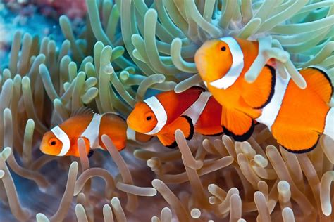 8 Popular Types of Clownfish (Clownfish Species Guide)