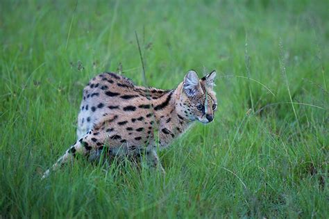 Serval in the Grass | Sean Crane Photography