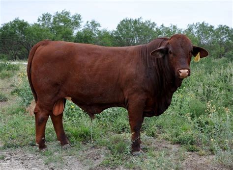 Beefmaster bull | Posts Tagged Beefmaster cattle for sale | Cattle for sale, Cattle, Beefmaster bull