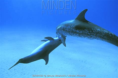 Atlantic Spotted Dolphin stock photo - Minden Pictures