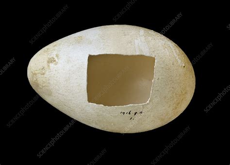 Emperor penguin egg - Stock Image - C021/7696 - Science Photo Library