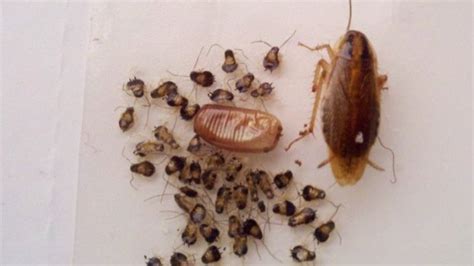 What Does a Baby Cockroach Look Like? Identify a Baby Cockroach