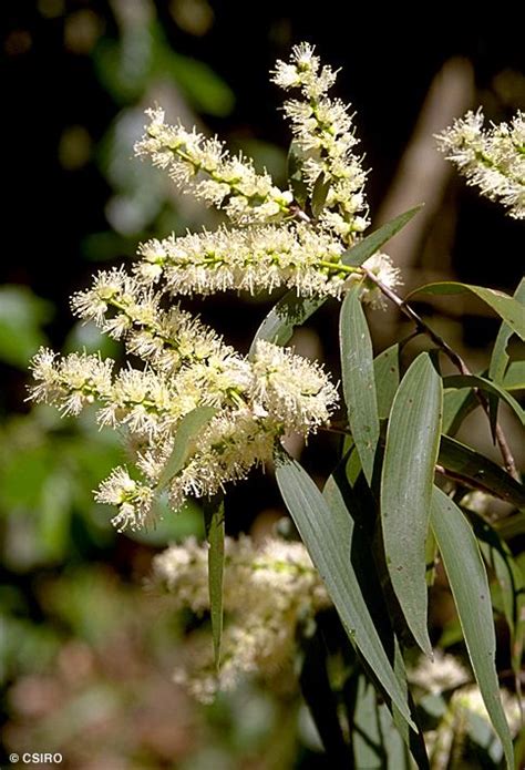 Melaleuca leucadendra - Alchetron, The Free Social Encyclopedia