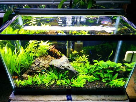 10 Gallon Planted, Over a Year with this Setup... | Fish tank terrarium, Betta fish tank, 10 ...