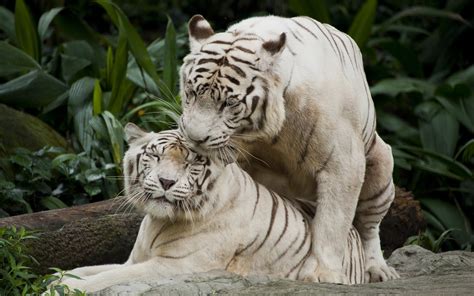 animals tiger white tigers nature wallpaper - Coolwallpapers.me!