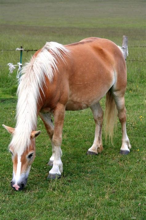 Horse Eating Grass Picture. Image: 2628282