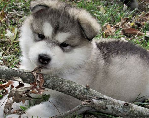 KalaMals Alaskan Malamutes - Alaskan Malamute Puppies For Sale - Born ...