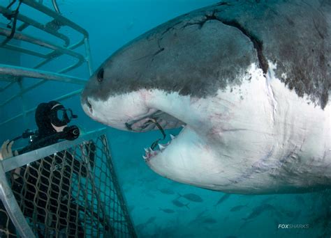 5 Day, 5 Night Great White Shark Cage Diving Tour | Backpacker Deals